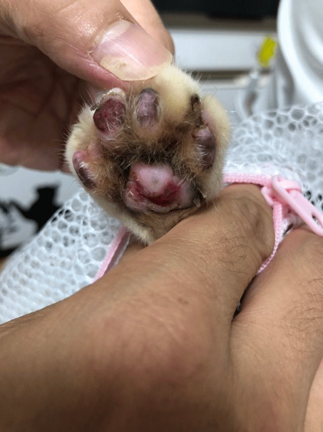 神戸にゃん太の会 神の谷さくら猫の会