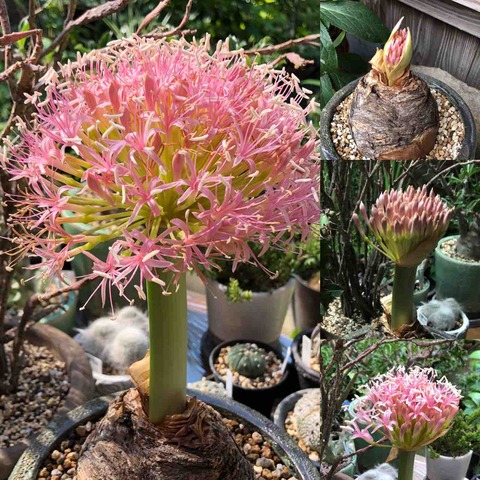サボテン 多肉植物の花 : 神戸オープンガーデン