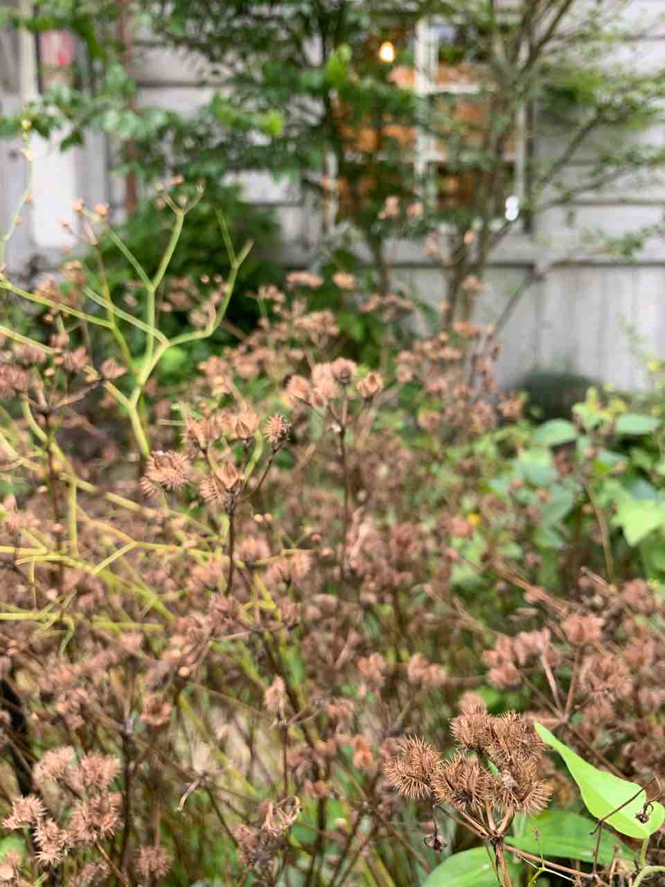 レースフラワー 種