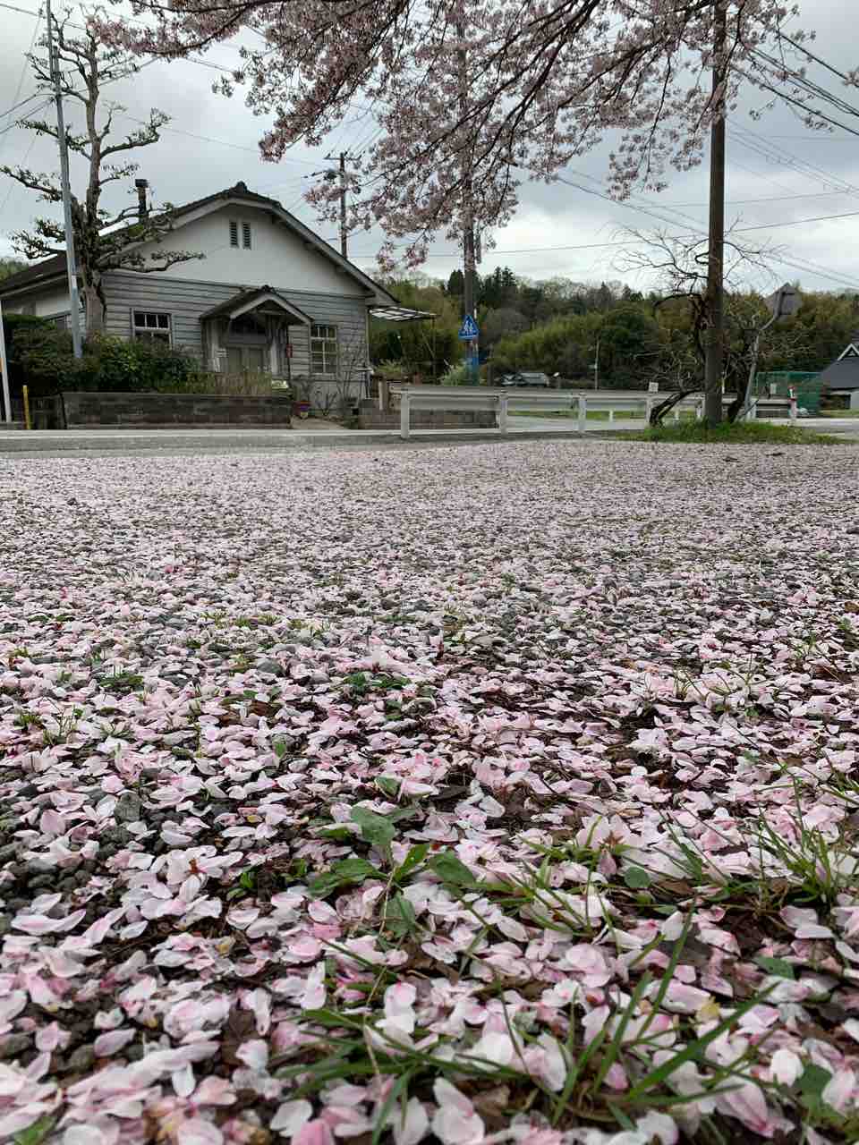 桜のじゅうたん Kobe Ozo Cafe 901 桜のじゅうたん Kobe Ozo Cafe 901
