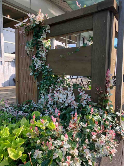 ハツユキカズラ Kobe Ozo Cafe 901 ハツユキカズラ Kobe Ozo Cafe 901