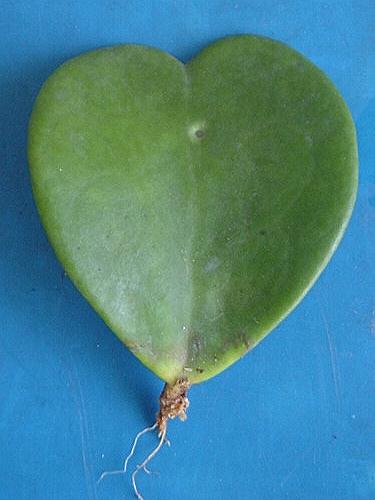 多肉植物 ケセラセラ