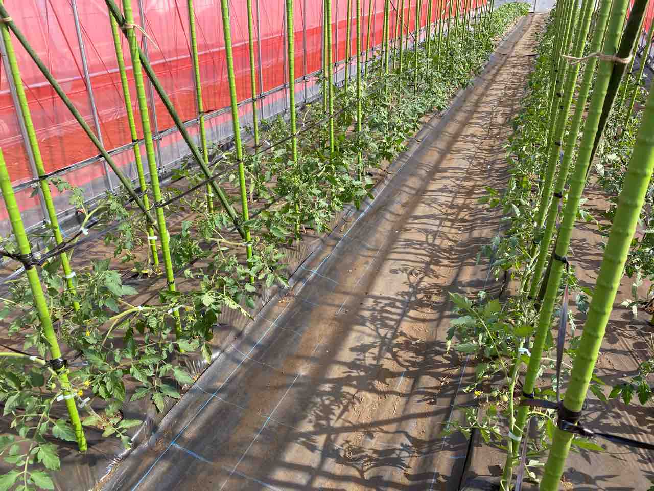 トマトの支柱立て 誘引 こびと農園の農業日誌