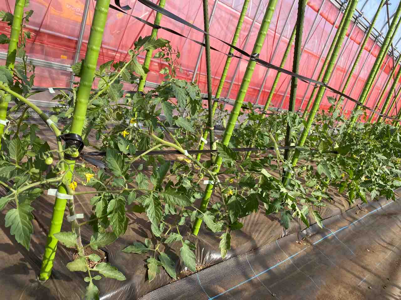 トマトの支柱立て 誘引 こびと農園の農業日誌