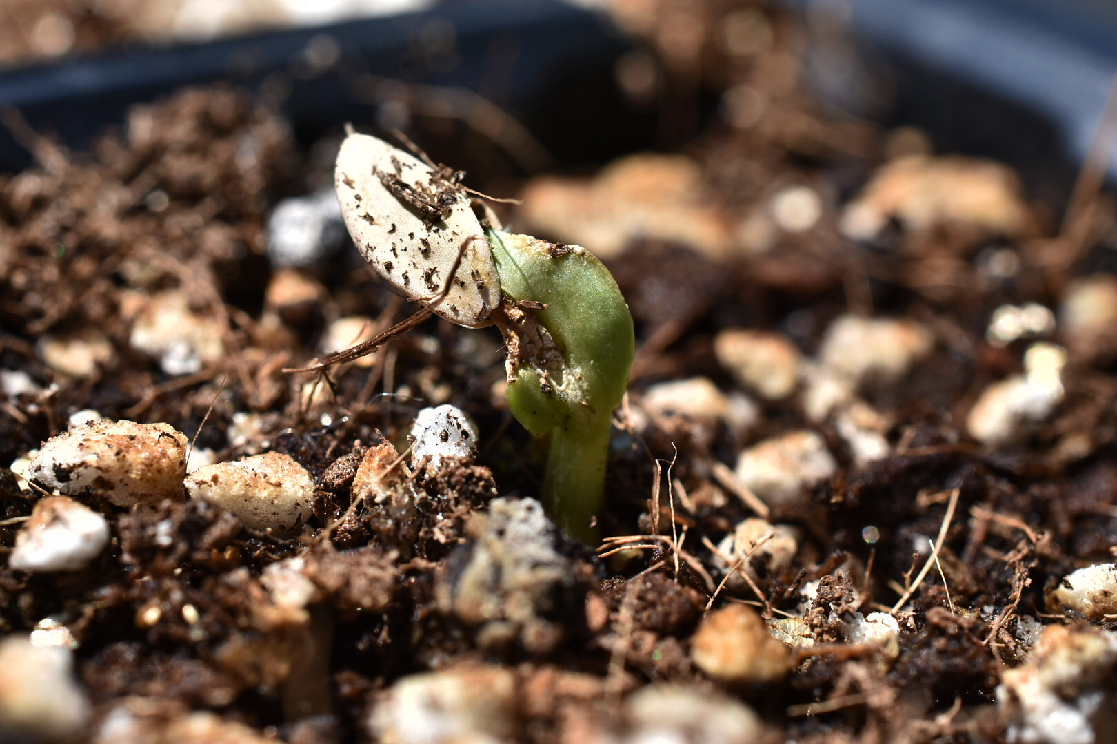 A6A64B04-A5EE-4242-A472-F32851C3CAFE