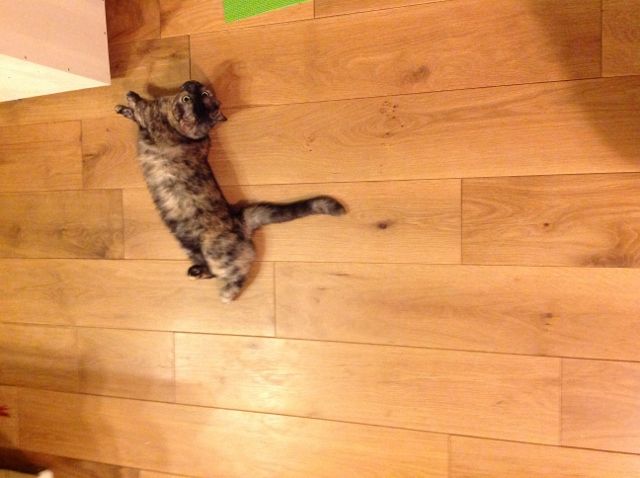 Web内覧会1 美しいデザイン 新宿区のrc住宅 後悔しない家づくりblog かすがい