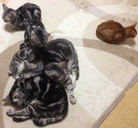 写真 (2)
