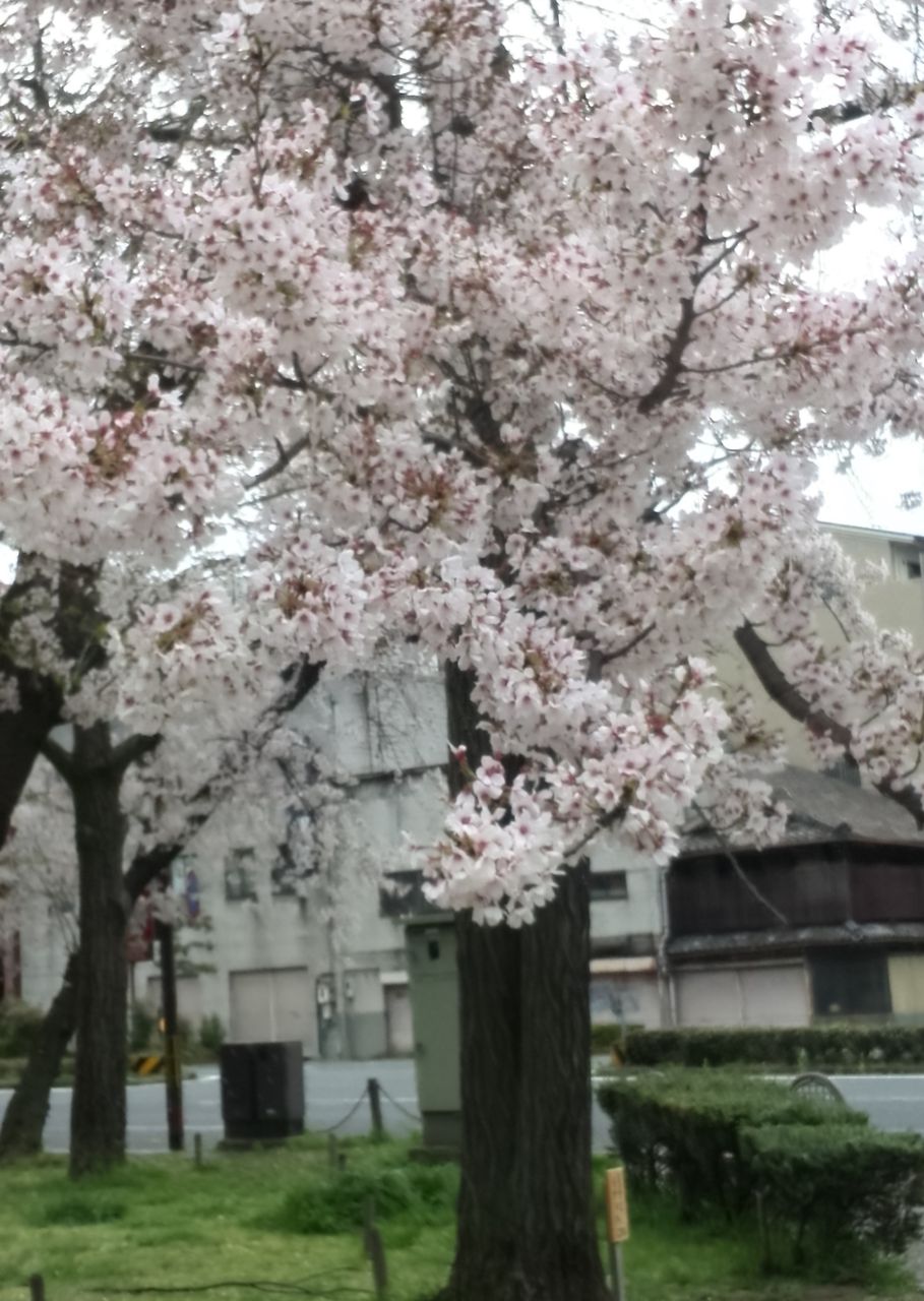 140424桜