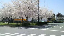 100417 ¡Ásakura¡Á