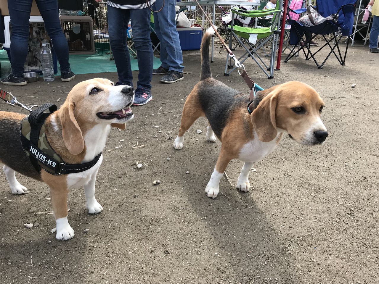 ビーグルだらけ 絆通信 ビーグルだらけ 絆通信