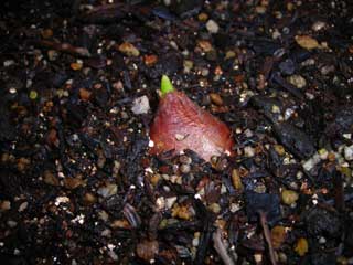 tulip120502.jpg