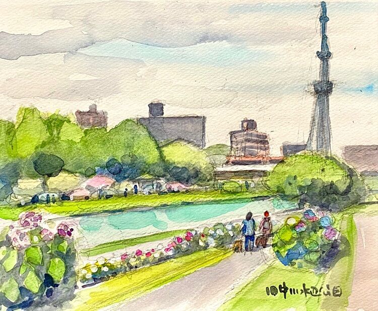 ○旧中川水辺公園の紫陽花 : 水彩画のこぶとりじいさん