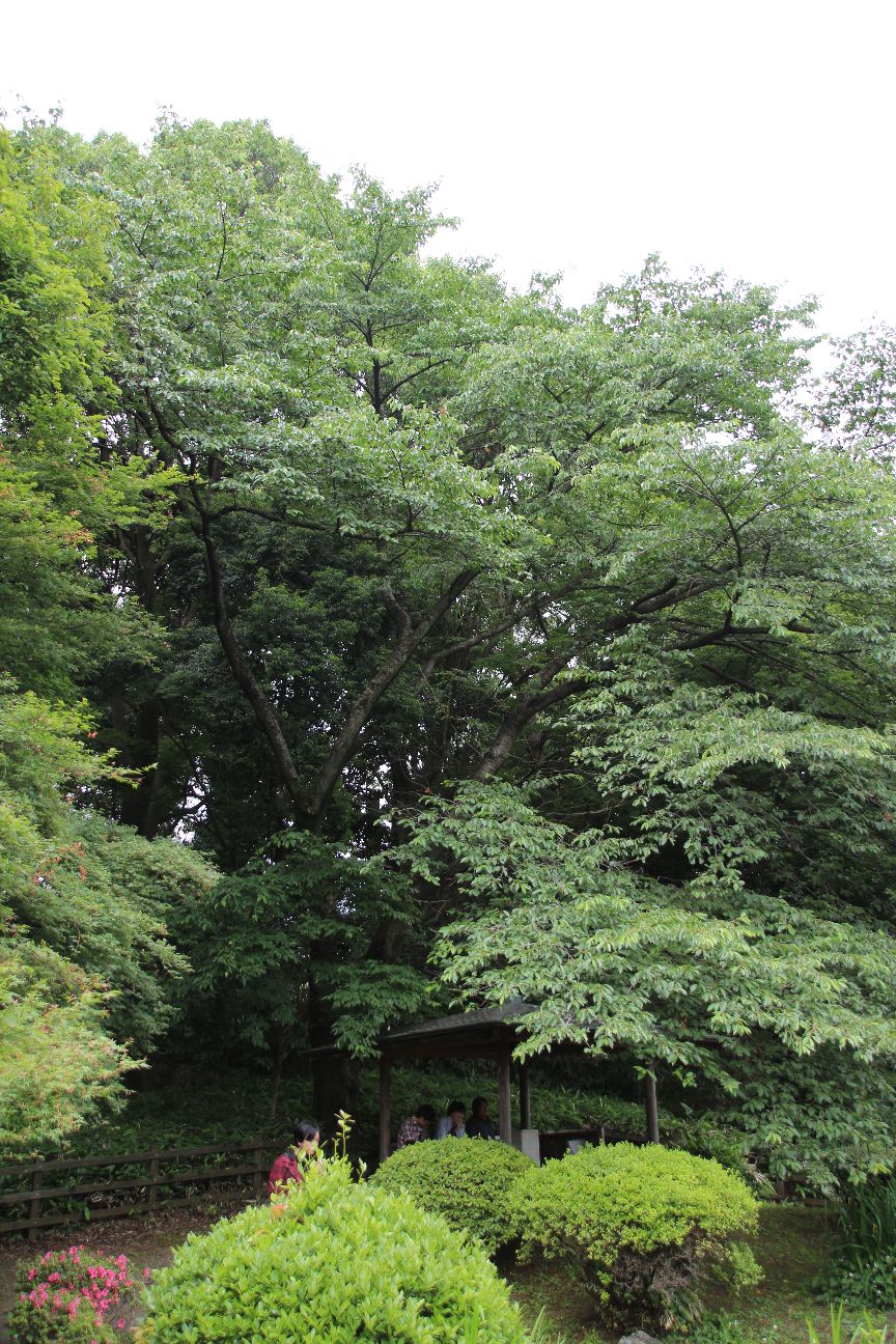 映画 言の葉の庭 聖地巡礼 新宿御苑 Bad Boyの 目指せgood Boy化計画