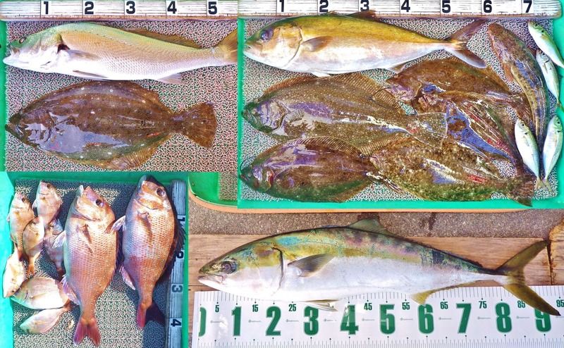 泳がせ釣りでヒラメ!ネイリ!96cmのブリ!湾内では良型マダイ! : 高知の釣り情報まとめアンテナ
