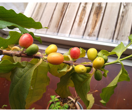 k-3-16-2026-karafuru