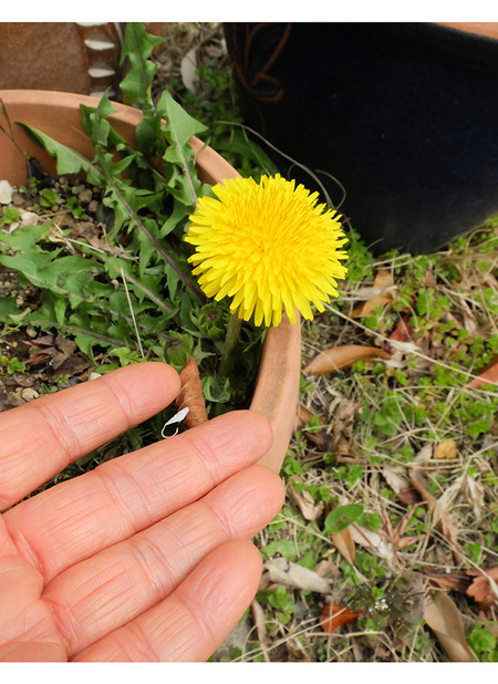 k-3-29-2026-tampopo1