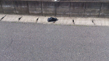 K2262016okutsu1 K2262016okutsu1