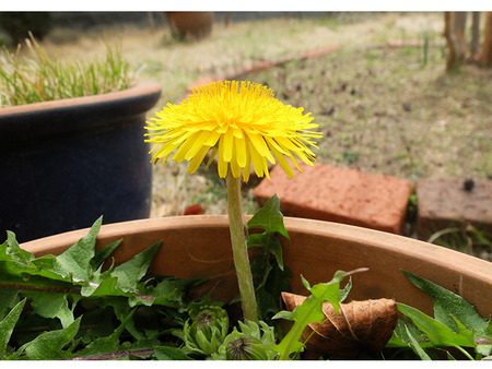 k-3-29-2026-tampopo2