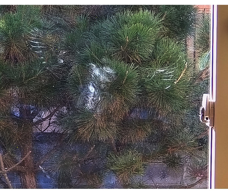 k-12-30-2024-hatobong!