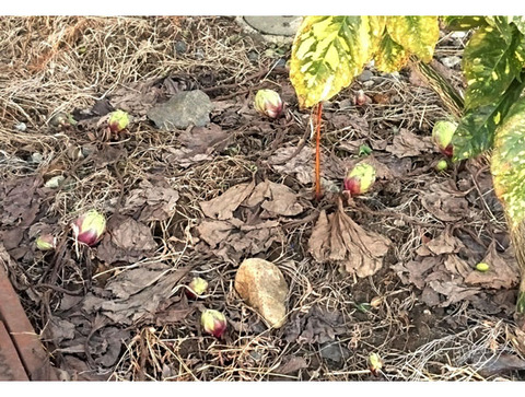 k-2-26-2018-fukisan1