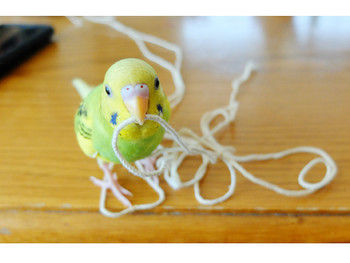 K652016chiroro_2 K652016chiroro_2