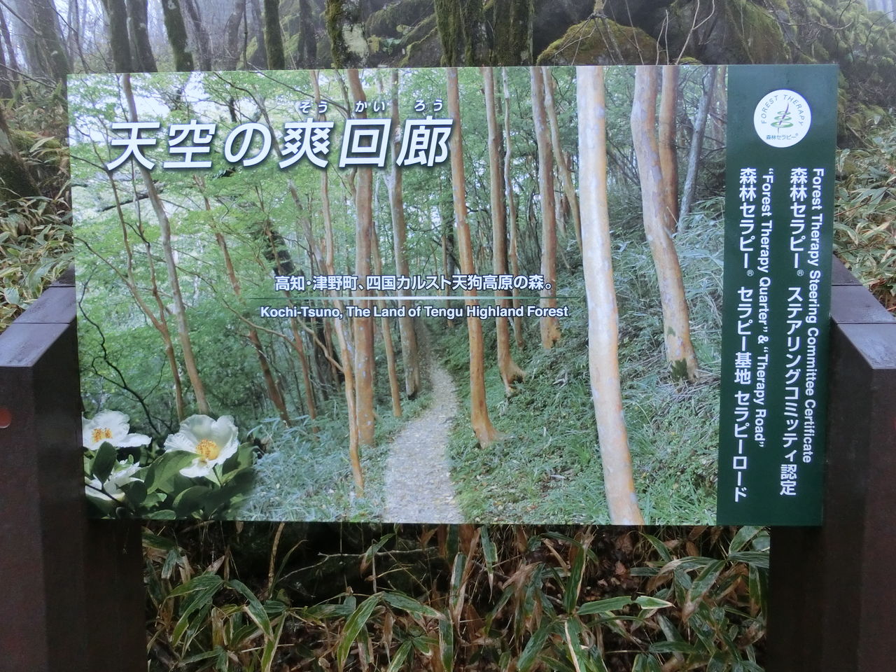天狗高原セラピーロード 高知旅 天狗高原編 その4 今日もここからサバーイ サバーイ In 高知 天狗高原セラピーロード 高知旅 天狗高原編 その4 今日もここからサバーイ サバーイ In 高知