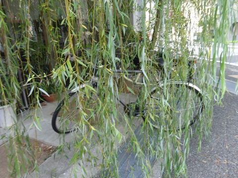 DSC04974