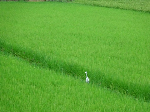 DSC08546