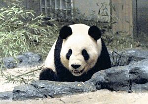 panda