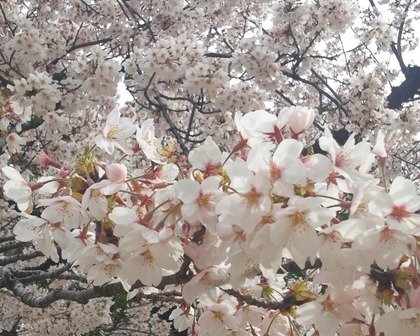 錦糸公園桜