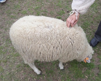 ひつじさんもふもふ