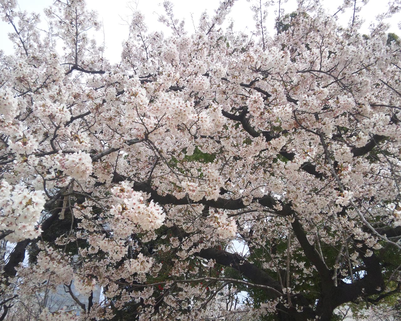 錦糸公園の桜は満開です こちくん日記