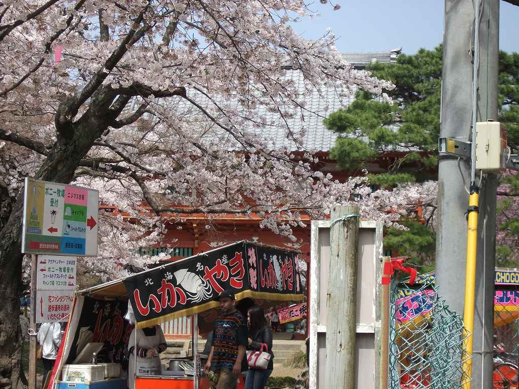 清水公園の花見 こちくん日記