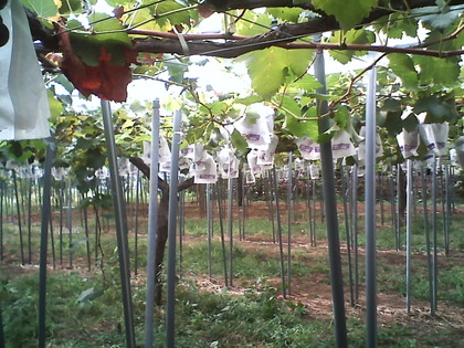 PICT0175