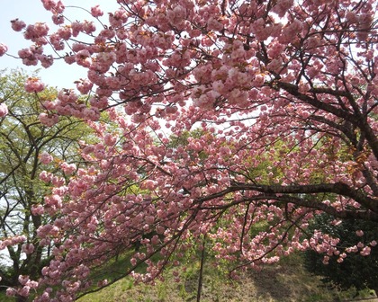 八重桜