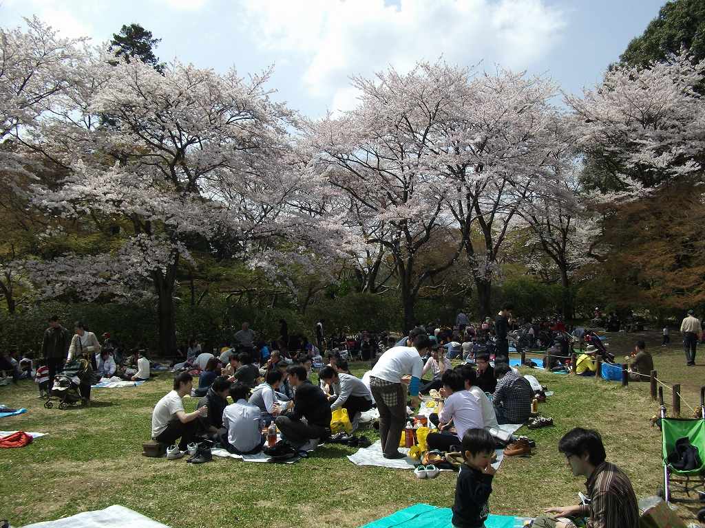 清水公園の花見 こちくん日記