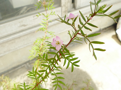 resize0575