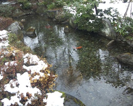 金鈴荘魚