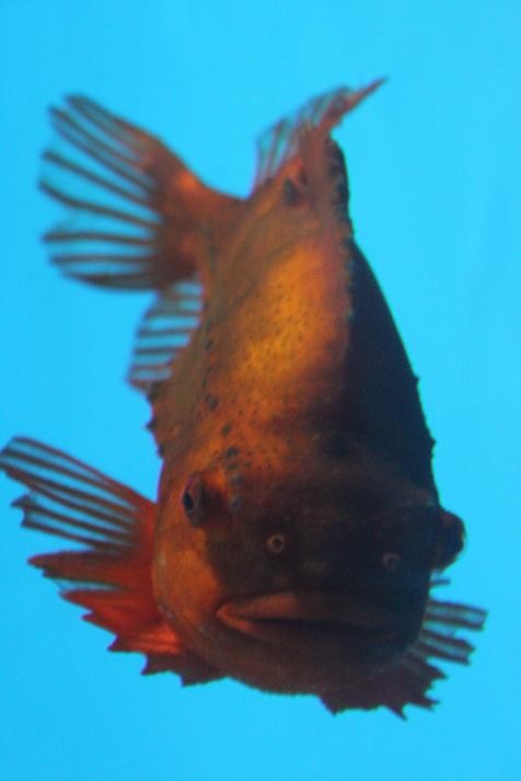 ランプサッカー あにまるカメラ