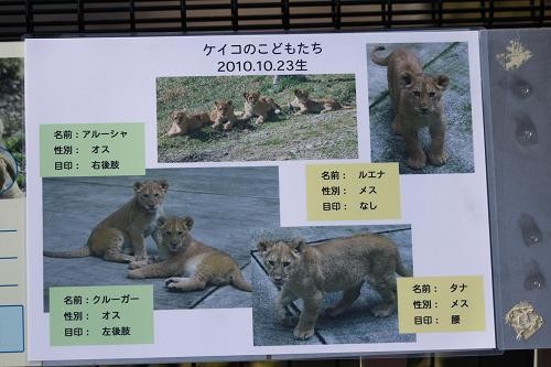多摩の仔ライオン あにまるカメラ