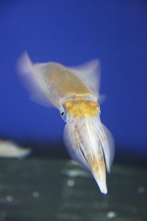 カミナリイカ あにまるカメラ カミナリイカ あにまるカメラ
