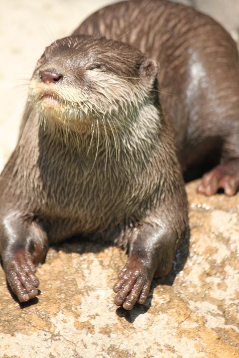 スー あにまるカメラ