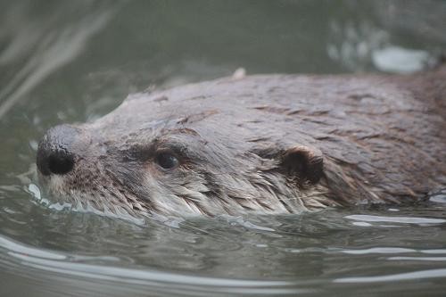 あにまるカメラ 盛岡市動物公園