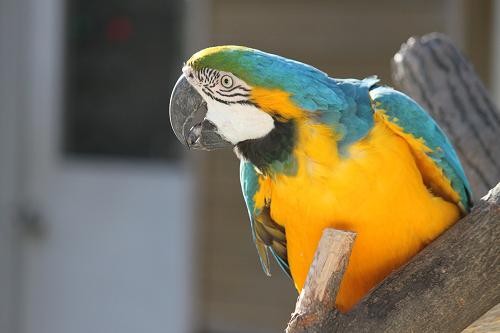 ルリコンゴウインコ あにまるカメラ