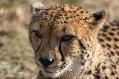チーター あにまるカメラ チーター あにまるカメラ