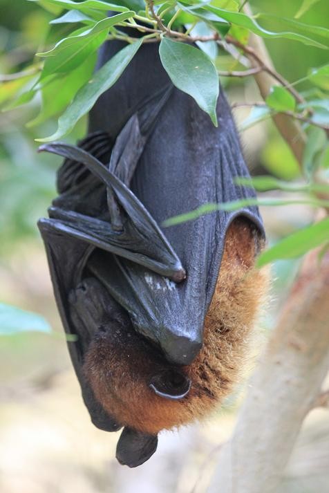 インドオオコウモリ あにまるカメラ