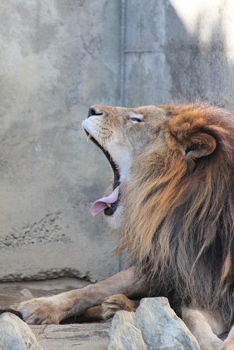 ライオンのあくび あにまるカメラ
