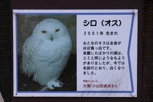 シロフクロウ あにまるカメラ シロフクロウ あにまるカメラ