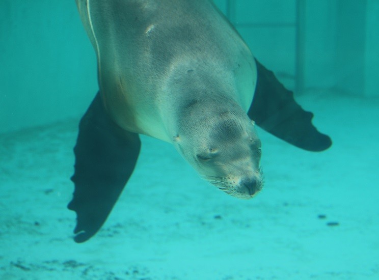 あにまるカメラ