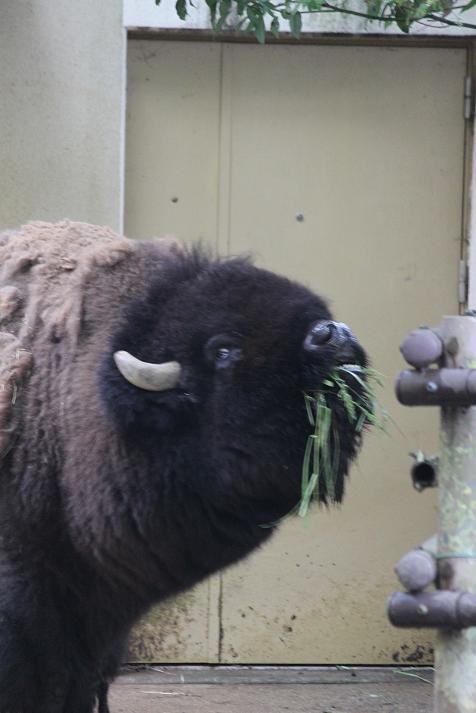 アメリカバイソンのお昼ごはん あにまるカメラ